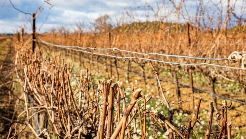 Pellenc Vineyard Implements for sale